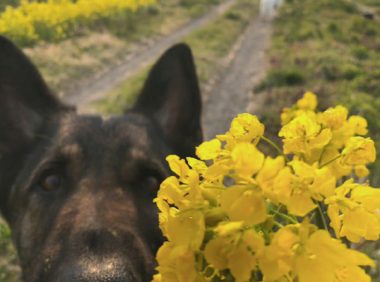 将花放到狗狗眼前,想不到它伸开大嘴巴就把花吃,看着你能吞下去?