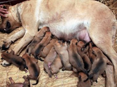 狗妈妈诞生下19只狗宝宝 乐坏狗主人