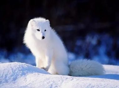 拟人画师对动物出手，狐狸和兔子都有爱情，秃头的狗让人哭笑不得