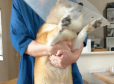 主人想给柴犬涂药,它却拼了命挣脱不肯接纳,神情兴奋到模糊不清了!