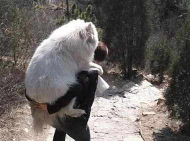 狗狗被拉去登山减肥，妈妈却扛不住了：我太难了