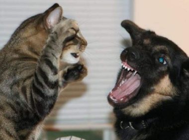 猫打不过狗,藏獒能够打赢狮子吗?答案可想而知