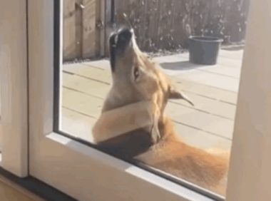 金毛和二哈看对眼,生了个比哈士奇还智慧的生物…主人:想让狗离婚!