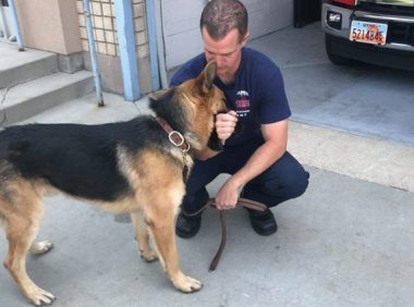 大火幸存的狼犬 被消防员收编后成为消防队一员