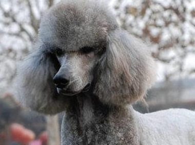 为何“巨型贵宾犬”无人问津？网友：第一点太真实了