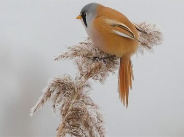 文须雀身份信息