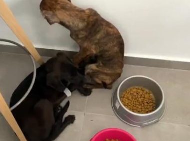 瘦成皮包骨的流浪狗，面对人类的反应看着心疼，获救后不敢吃东西