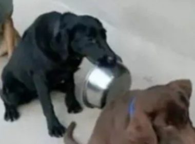 狗狗排队吃饭，最后一只狗狗格外傲娇，可把主人乐坏了！