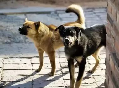 台湾一只看门犬发现原主人偷窃新主人 故意不叫