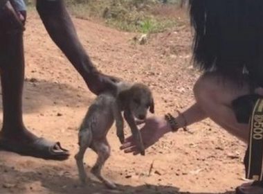 流浪犬出现意外闯入保护区，被收留后与黑猩猩变成最好的朋友，真能处关联