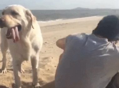 主人带狗狗去海边吹风,狗狗却在后边直刨土,主人起身才明白