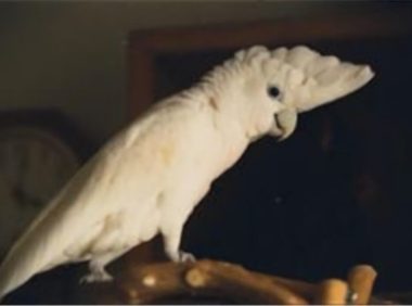 杜可波氏凤头鹦鹉身份信息