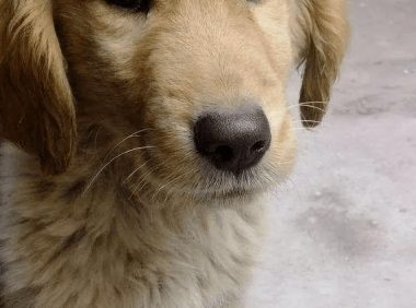 养了10年的老狗,去世前用特别的方式告别,感谢家人多年陪伴