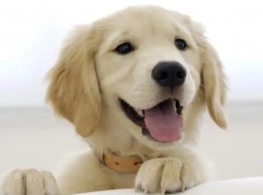 义乌狗狗掉到江中 路过小伙“见义”救狗有爱！