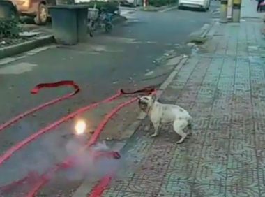 新店开业放鞭炮,斗牛犬跳进鞭炮堆里狂叫,狗:旺旺旺……