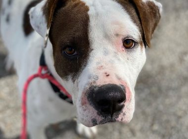 这只从小漂泊的流浪狗，终于有家，有主人了~