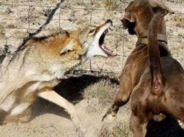 野狼偷羊遭受牧羊犬，霸者碰面立即打架斗殴，摄像镜头纪录少见全过程！