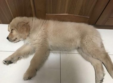 狗狗回家吃了个鸡翅,下一秒竟倒地不起,可把铲屎官吓坏了!