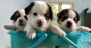 哈士奇临幸比格犬狗崽尽管看上去不二可睡觉姿势却仿佛曝露了哪些