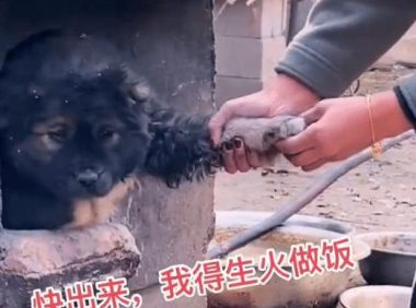 小狗钻进“灶坑”取暖,不给猫咪留位置