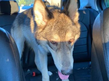 主人询问家里的狗狗晕车怎么办?网友们看了吓尿:它好像不是狗!