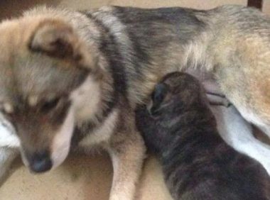 主人要结婚搬家了,抛弃了狗狗,狗狗含泪去找邻居求助