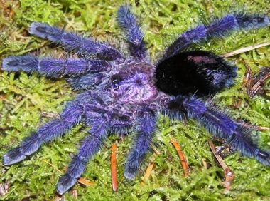 厄瓜多尔紫粉趾身份信息