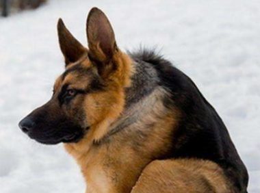 看起来小奶狗却其实成年人犬？维持着奶萌的德牧，却努力着那样的付出代价