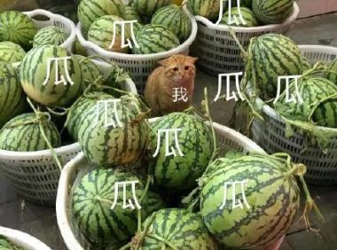 分手就弃养？狗狗做错了什么！我劝这类人还是别害狗了吧！