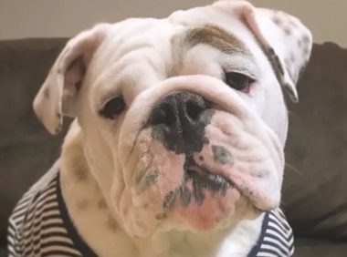 斗牛犬:小狗只能肥肥的,衣食住行才会淘宝旺旺的!