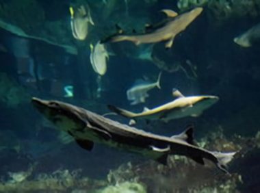 美国旗鱼身份信息