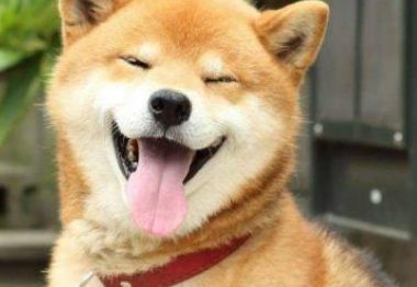 柴犬在小区里横着走，遇到秋田后，却瞬间变成大怂包