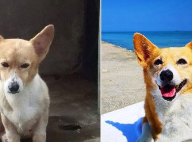 柯基犬在繁殖场被救 幸遇把拔带它旅游看世界