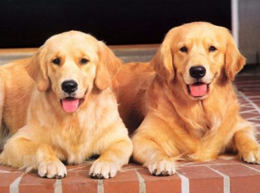 “狗界暖男”金毛，在同等体型的情况下，金毛的战斗能力更强