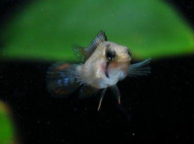 霸王短鲷身份信息