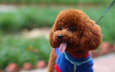 主人带泰迪去狗市，泰迪以为要卖它，抱主人大腿乞求：主人别卖我