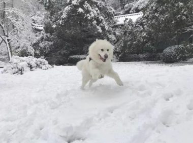 狗狗饿到狂吃雪？实际上也有这种缘故！