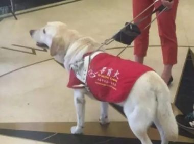 导盲犬带主人乘地铁,狗狗趴下的样子让人称赞