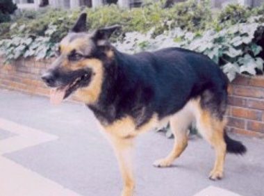三脚导盲犬为救主人失去一条腿 却依旧渴望工作