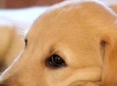 喂养8年的狗突然咬伤小主人,铲屎官悲痛欲绝,医生:狗狗在救人