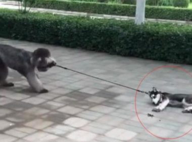 巨贵狗狗遛二哈，二哈躺地面上假死，二哈：这次丢人丢变大