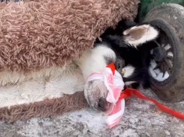 犬瘟后期被绑住嘴抛弃的哈士奇，如今全身不能动，可它还是尽量表达着感激