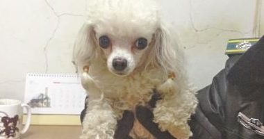 迷路贵宾犬在马路获救 小狗主人急需来认领