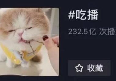 狗吃牛排、猫吃龙虾千万关注的宠物吃播是什么生意