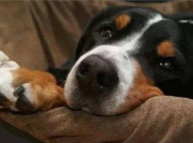 狗狗对这5件事情很恐惧，即使你是它的主人，也不要对狗狗做！