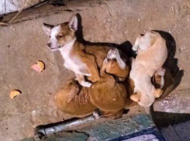 无人理睬的流浪狗，险些饿死街头，还好它遇到了一位暖心摊主