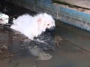 女人带萨摩耶外出玩，5分钟后出现意外，女人：这狗我不需了解