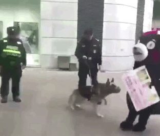 网红熊本熊在广场被警犬追咬,警察:稍息立正,你是警犬不是泼妇