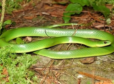 翠青蛇身份信息