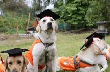 广州第一批导盲犬已上岗,以后地铁可见到狗狗!但不要围观乱摸拍照!